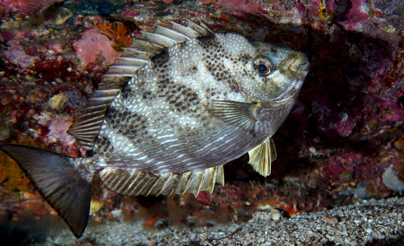 Birmanie - Mergui - 2018 - DSC02928 - African whitespotted rabbitfish - Poisson lapin marbre - Siganus sutor.jpg